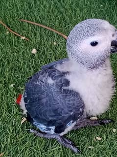 African Grey Chick