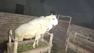 kajla chatra/kajla sheep/Sheep