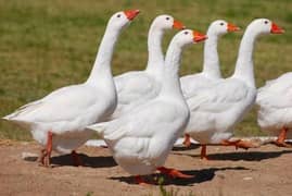 Geese long neck ducks
