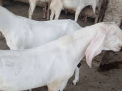 Bakra pair for sale