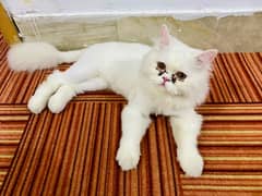 Pure punch face persian male for sale