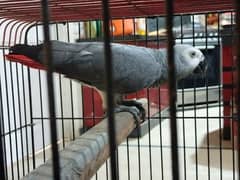 Gray parrot male around 2 years of age