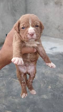 pitbull puppy
