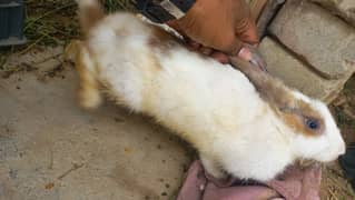 Rabbit For Sell Male And Female