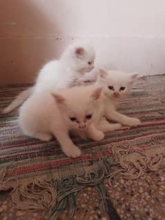 single coat white persion kitten