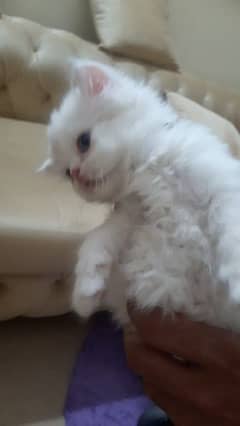 Persian white male kitten