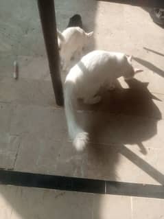 a beautiful cat for sell urgent sell  one cute also free
