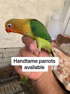 Handtame lovebirds