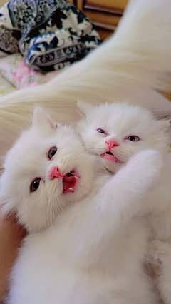 persian cats age 2 month
