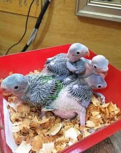 Green Ringneck Parrot Chicks for handtame