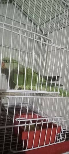 03030254322 parrot for sale