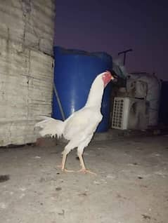 Heera Aseel young male for sale