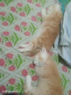 Persian kittens for sale adorable cute double coat