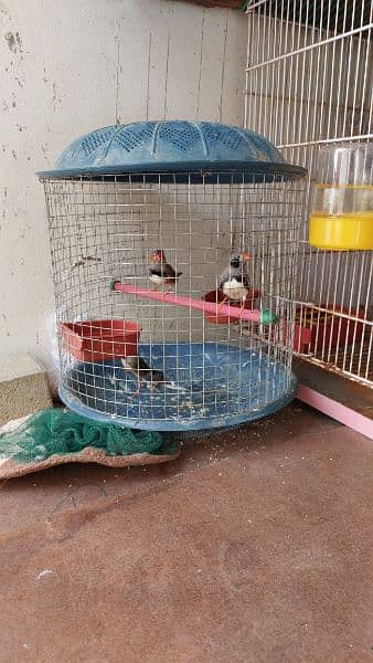Cages for rabbits and Finches 2