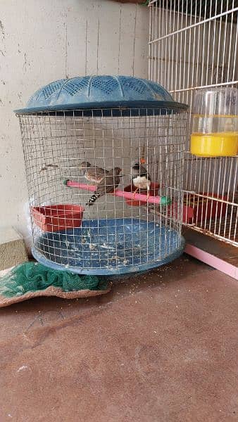 Cages for rabbits and Finches 4