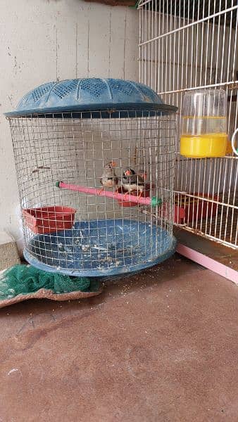 Cages for rabbits and Finches 5