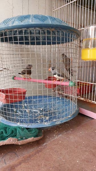 Cages for rabbits and Finches 7