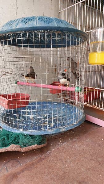 Cages for rabbits and Finches 8