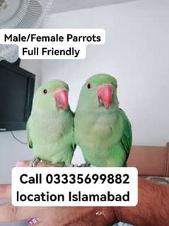 Single 5000 Fixed Hand Tamed Green Ring Neck Parrots Male/Female