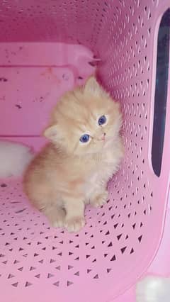 Persian Triple Coat kitten for sale