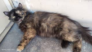 Persian female Cat