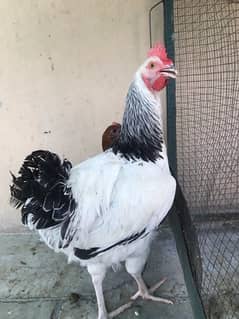 light sussex / lite sussex heritage breeder male long height fancy hen