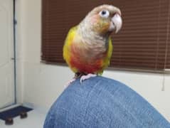Pineapple conure red factor