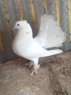 paper white lucky male