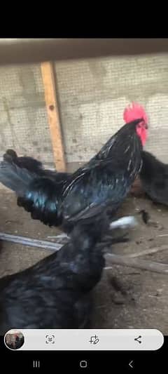 3 male with 15 female Australorp flock for sale urgent