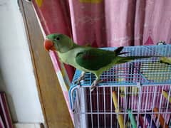 Green Mountain Parrot With Cage (Hand Tame-3 Month Baby)