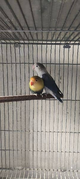 love birds | Breeder pair | Albino red eye | parblue split ino |parrot 18