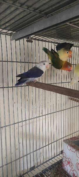 love birds | Breeder pair | Albino red eye | parblue split ino |parrot 19