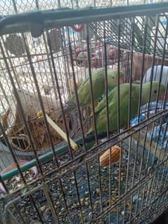 green ringneck parrot near to self
