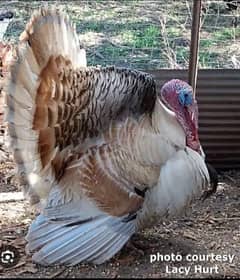 pure brown royal palm turkey bird breeder male 100 % fertile