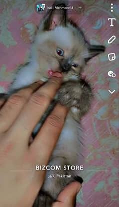 Siamese kittens world most intelligent cat Thailand breed