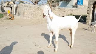 Bakra for sale WhatsApp number 03186854519