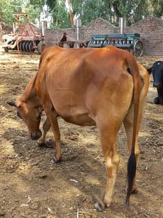 Qurbani K Liya Cow For Sale