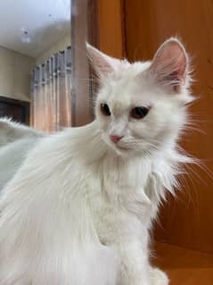 female Persian cat Hy