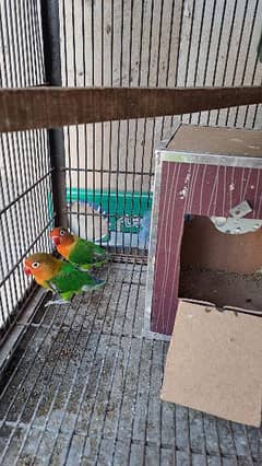 3 Green Fisher breeder,finches