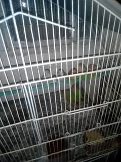 cage and birds urgent sale