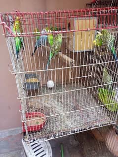 Australian parrot colony