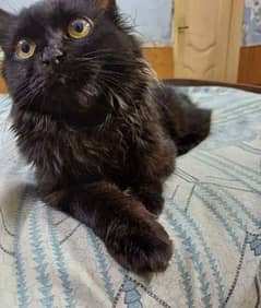 3 months black Persian with golden eyes