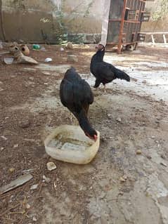 pure aseel hen reasonable price available