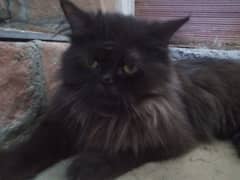 persian male black punched face cat