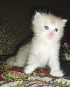 kitten for sale in fawn color