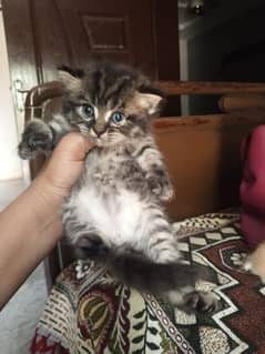 persian kitten for sale beautiful pattren