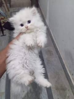 Persian kittens triple coated available 0