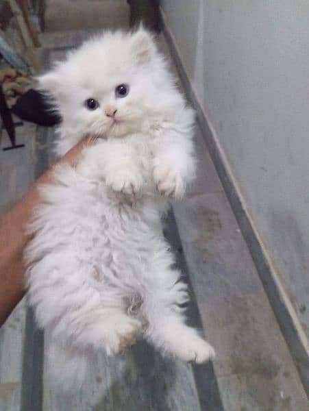 Persian kittens triple coated available 0