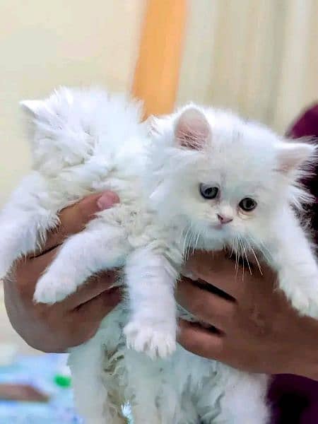 Persian kittens triple coated available 1