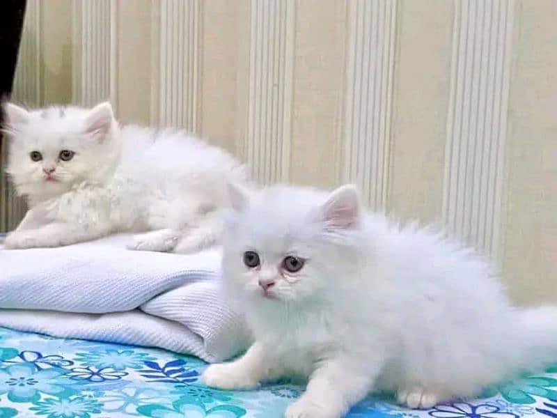 Persian kittens triple coated available 2